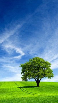 Green tree