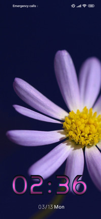 daisy violet