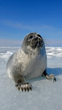 Mini Baikal seal 42