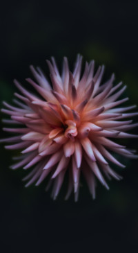 Macro Photography (39)