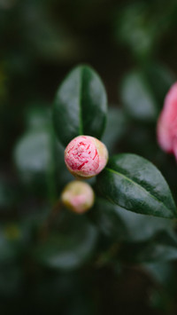 山茶花初春