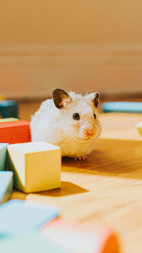 Can hamsters hibernate