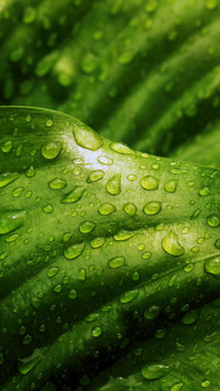 Natural Still Life-PAIXIN
