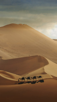 Camels Strong Survival Ability 6