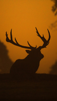 Deer (6)
