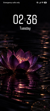 Violet Lotus
