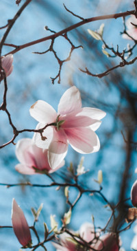 Nature HD - 2020-06-02T125928.761