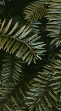 Nature HD - 2020-06-02T123357.617