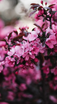 Nature HD - 2020-06-02T124333.747