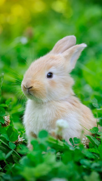 Spring rabbit is fun