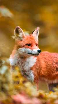 The red fox in the wild