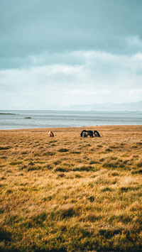 Specific and beautiful Icelandic horse
