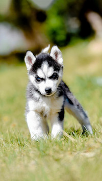 Dog495