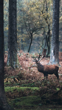 wild animal-08