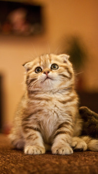Its not easy to keep a cat with broken ears 45