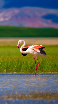 Graceful flamingo, searching serene shallows