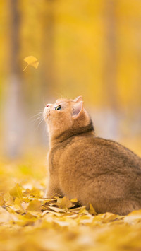 猫咪反感的行为