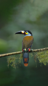The advantage of a toucans large beak