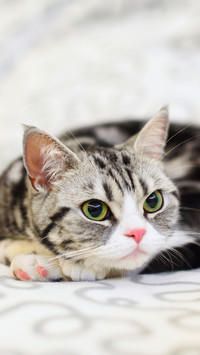 Meow master sick what signal is 0