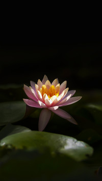 一叶一浮萍 一梦一睡莲