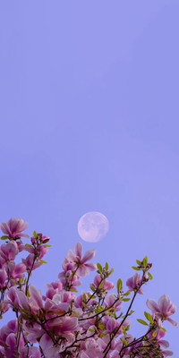 Purple Style2.jpg