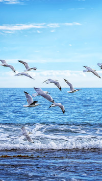 The seagull bird world hides outstanding students