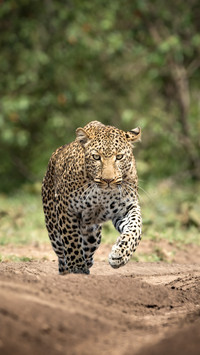 How can one distinguish a leopard from a cheetah