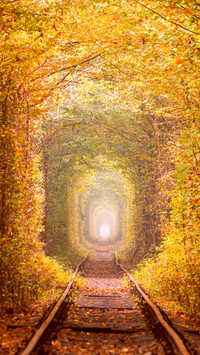 Golden Autumn Trees Tunnel with old railway - Tunnel of Love