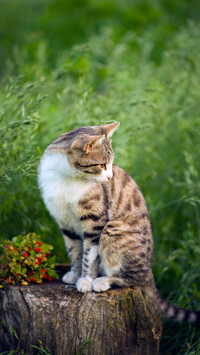 猫的四季-拍信图库