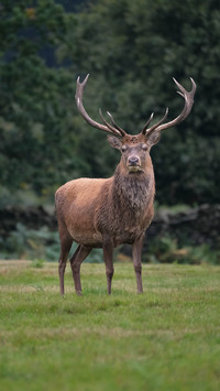 Stag standing in a field looking at camera