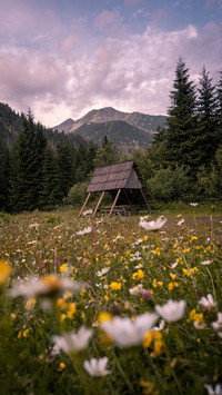 A beautiful summer landscape in mountains