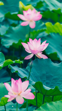 夏季荷花-拍信图库