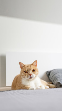 Cream-colored British cat is lying on the couch