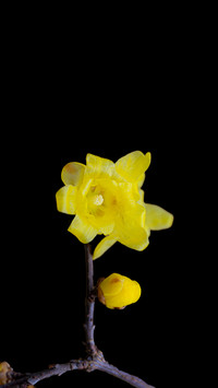 Winter jasmine is not plum blossom