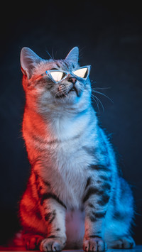 On the Cool Names of Ancient Cats 9