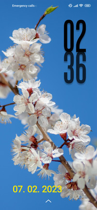 cherry Blossoms