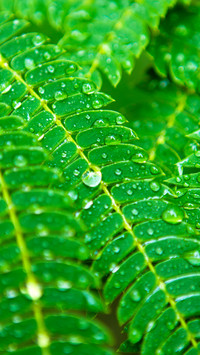 Green eye protection wallpaper