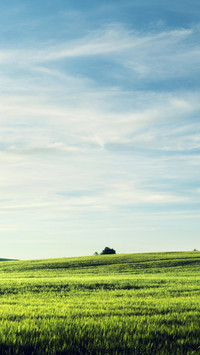 Green grass and blue sky