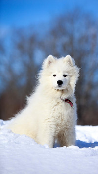 Dog345