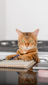 A  cat sitting at a desk with a pen and notebook