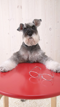 How to stop begging dog at the table seven