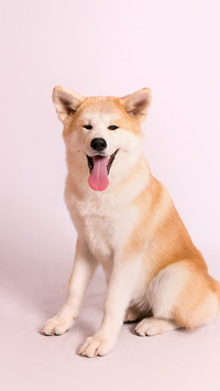 秋田犬和柴犬怎么辨别