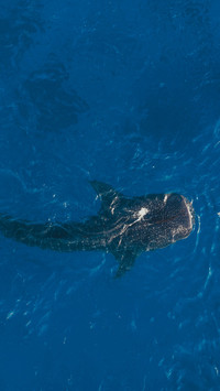 Hostel Osloborg Whale Shark Tour Guide