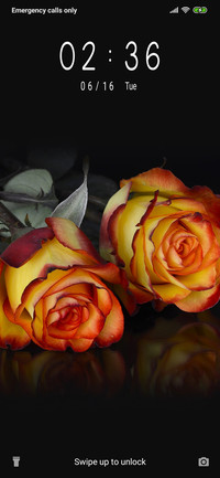Roses_3MDP