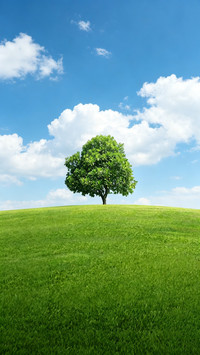 A single tree reveals mountains and rivers