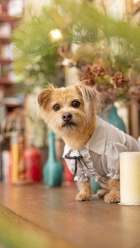 Mastering the Method of Treating Dogs 1