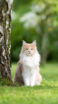 养猫要哪些门槛