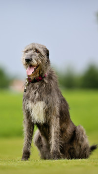 The only military dog that dares to compete with wolves 4