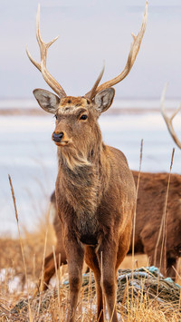 Hokkaido plum deer