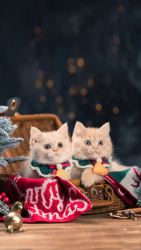 Two Golden Kittens on the Table in the Christmas Background
